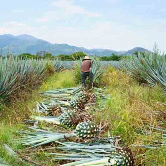 Reposado Tequila Corralejo Empty 1000ml Collectible Bottle! - Picture 13 of 16